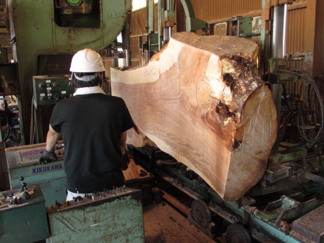 樺（カバ）　丸太