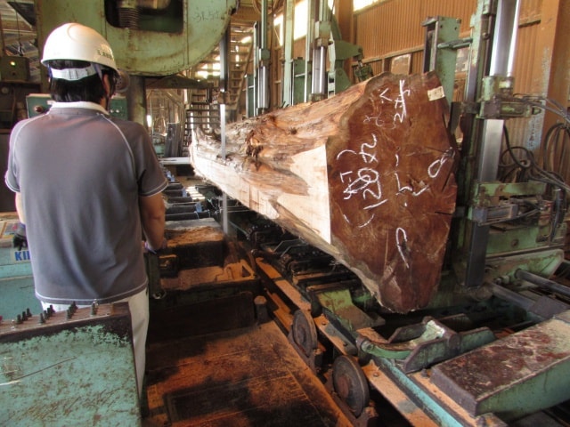 メタセコイヤ　丸太