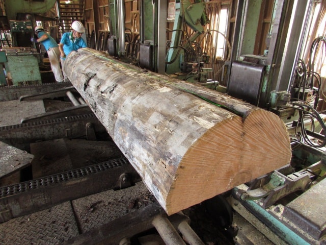 ホワイトパイン　無垢材