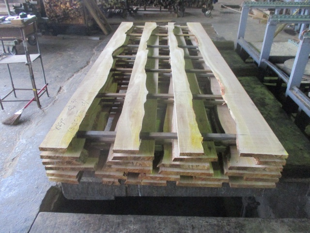 椎（シイ）　無垢材