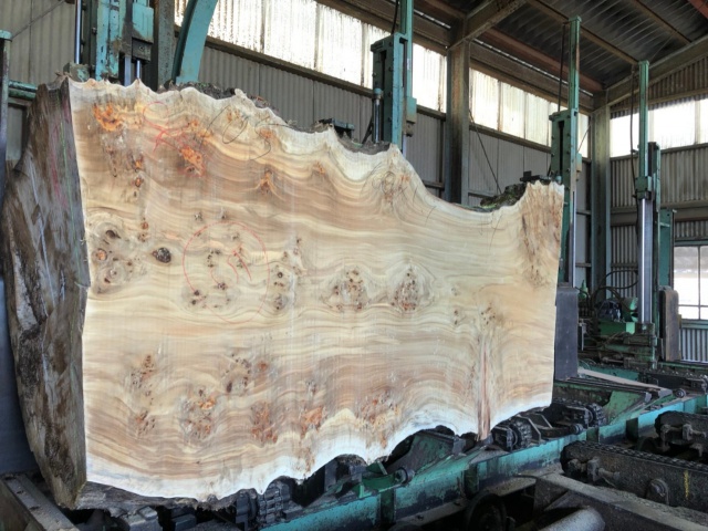 ポプラ　無垢材