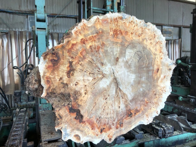 セイヨウポプラ　無垢材