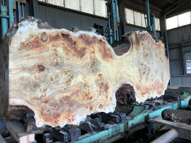 セイヨウポプラ　無垢材