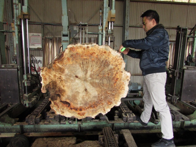 セイヨウポプラ　無垢材