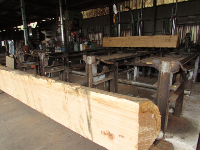 アガチス　無垢材