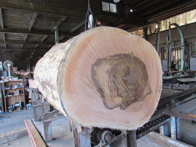 マンゴ　無垢材