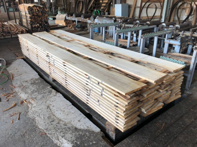 椎（シイ）　無垢材