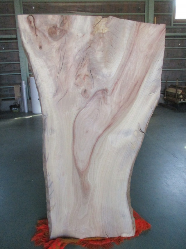 楠（クス）　一枚板