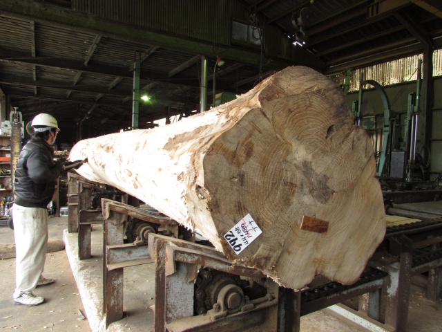 椈（ブナ）　無垢材