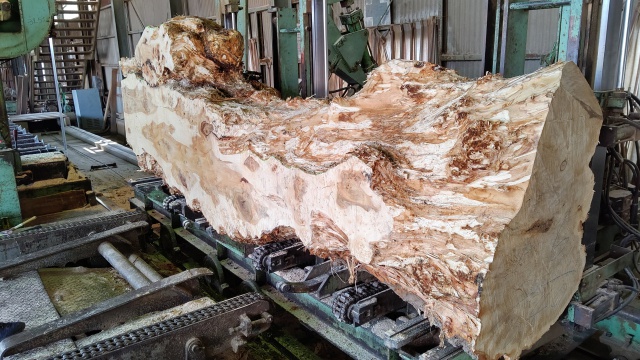 ポプラ　無垢材