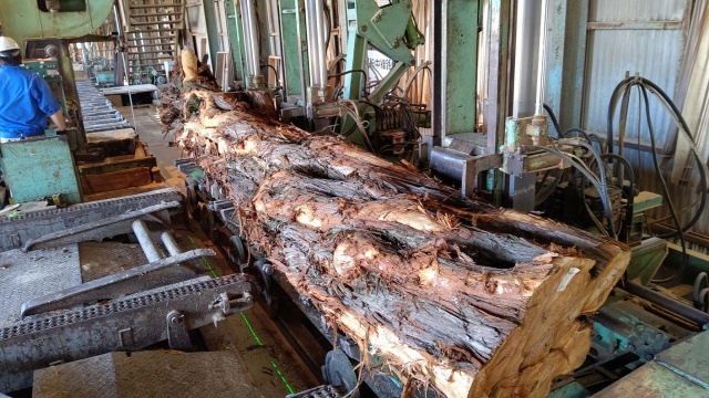 貝塚伊吹（カイヅカイブキ）　丸太