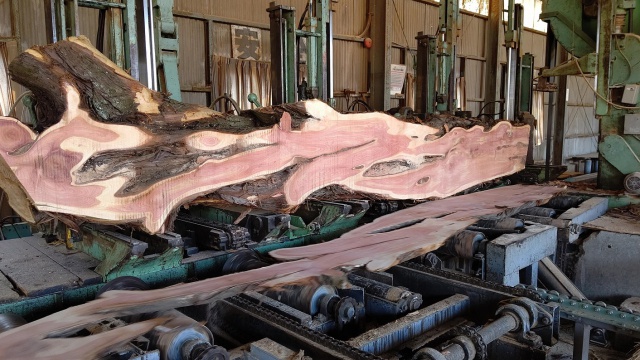 貝塚伊吹（カイヅカイブキ）　無垢材