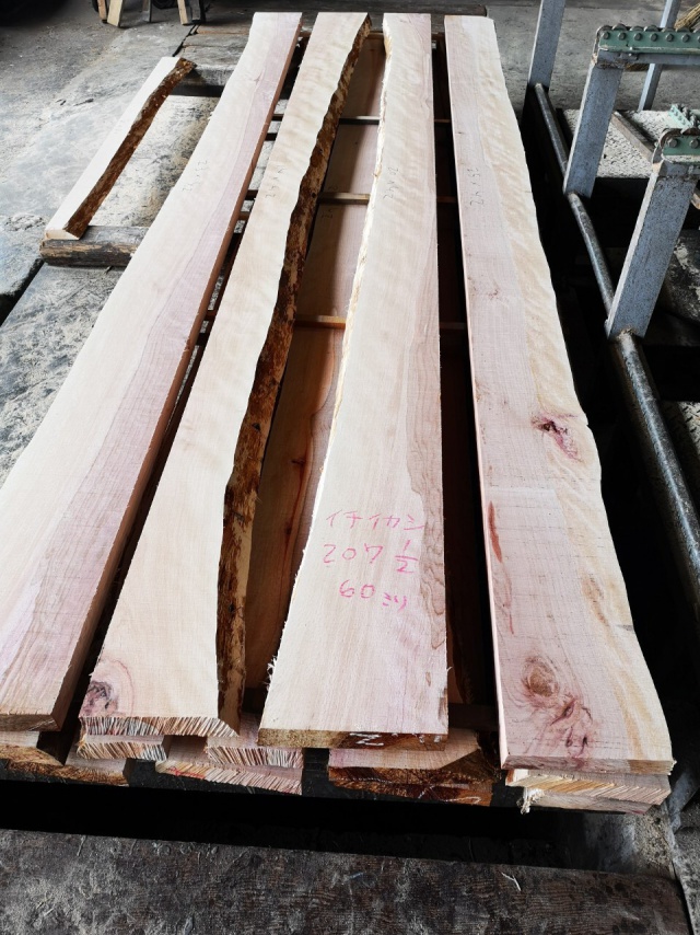 一位樫（イチイガシ）　無垢材