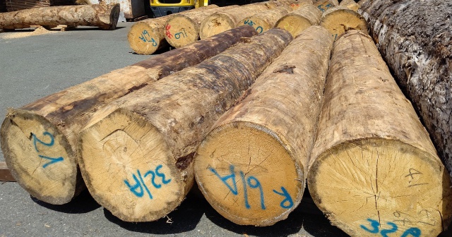 ヨーロピアンスプルース　丸太