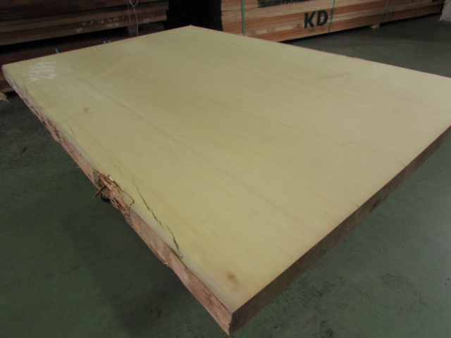 米檜葉（ベイヒバ）　一枚板