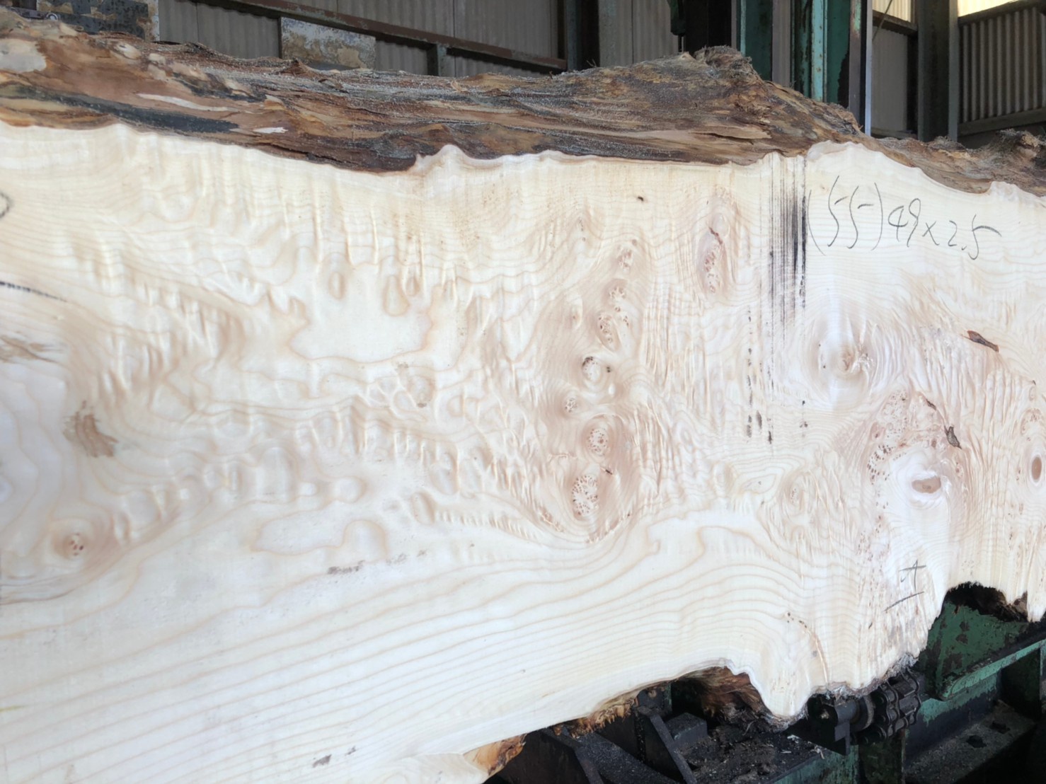 ビッグリーフメープル　無垢材