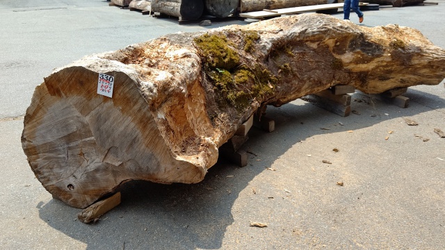 楓（カエデ）　丸太