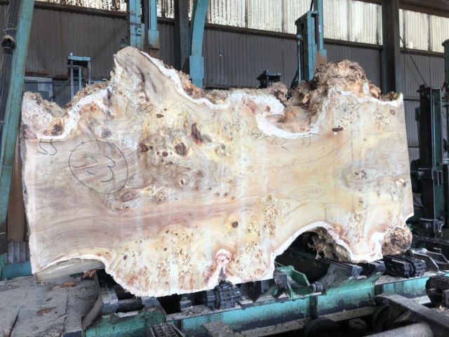 ポプラ　無垢材