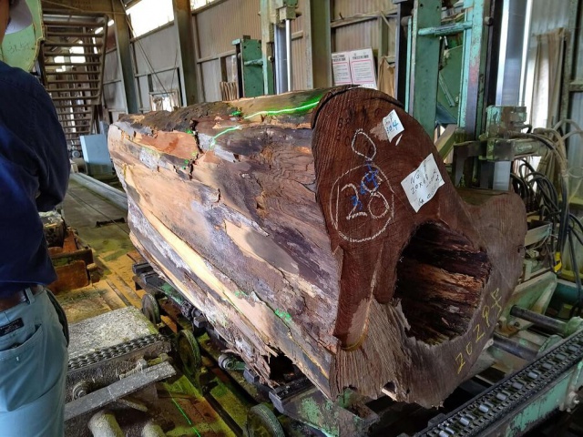 屋久杉（ヤクスギ）　無垢材