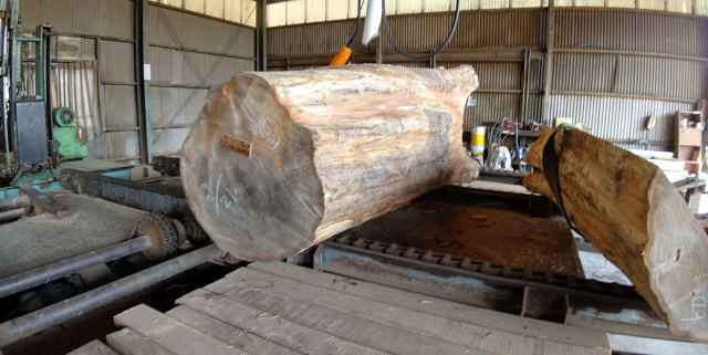 能登檜葉（ノトヒバ）　無垢材