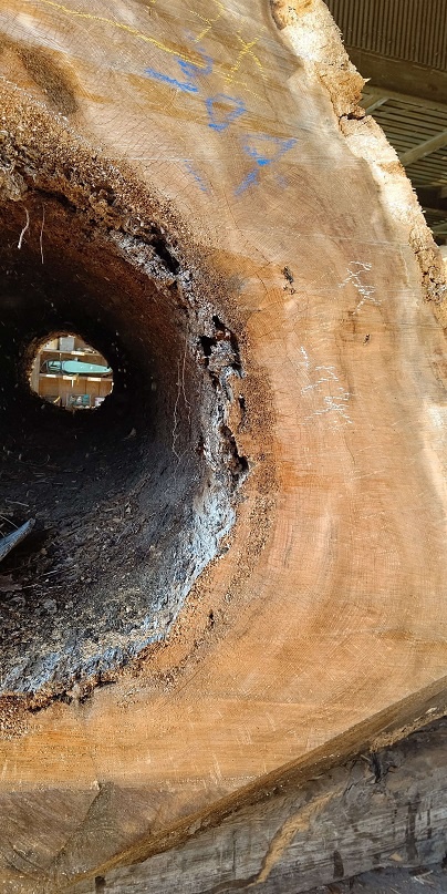 屋久杉（ヤクスギ）　丸太