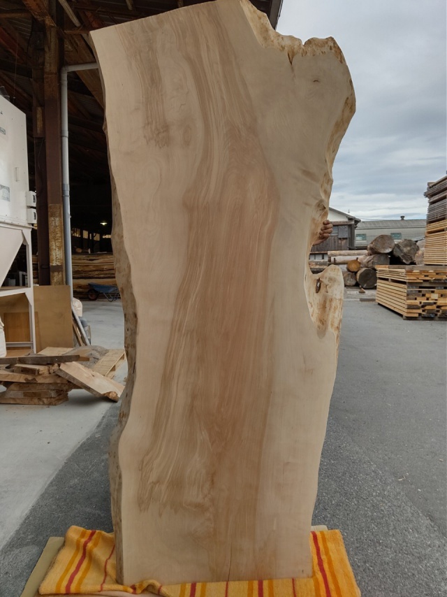 樺（カバ）　一枚板