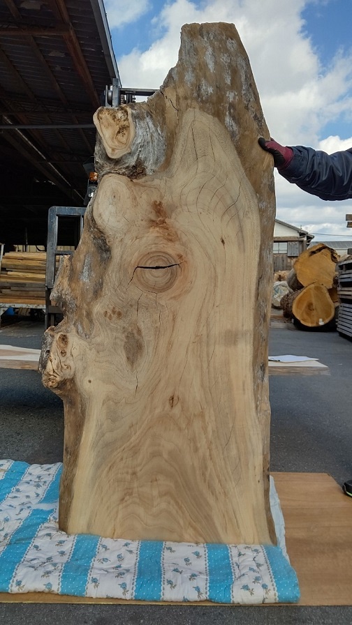 楠（クス）　一枚板