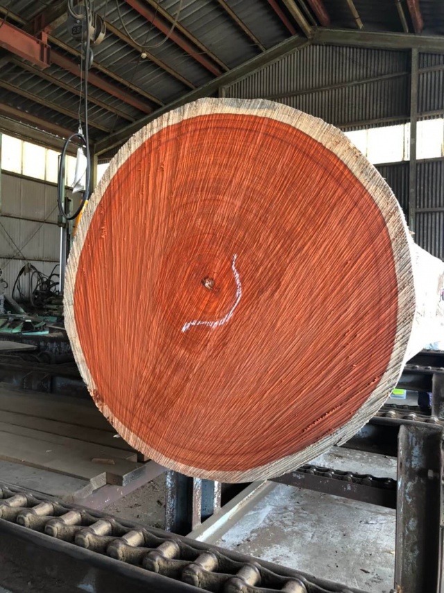 パドゥク　丸太