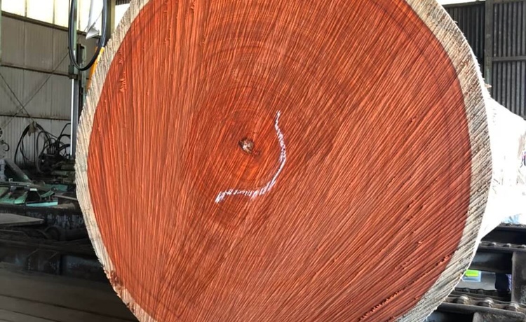 耐朽性に優れた、多彩な木材『パドゥク』を製材しました。