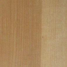 目白樺(メジロカバ) 在庫
