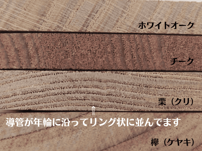 導管が太い木（ケヤキ・オークなど）