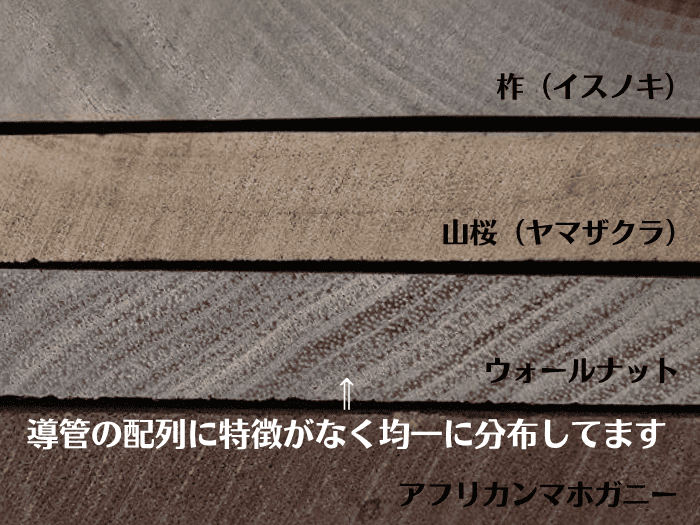 導管が非常に細い木（イスノキ・サクラなど）