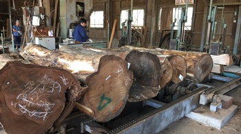 国産のクルミ原木を32本製材しました。
