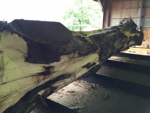 ウォールナット　原木