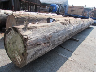 レッドセラヤ　原木