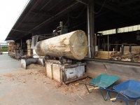 アガチス　原木