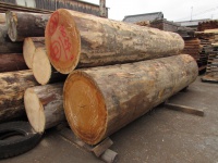 アガチス　原木