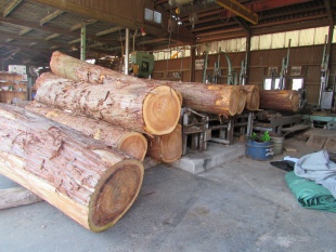 杉（スギ）　原木