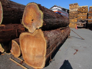 杉（スギ）　原木