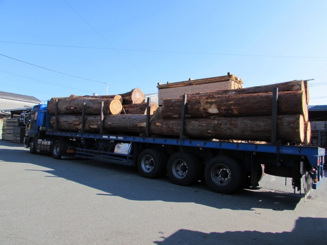 杉（スギ）　原木