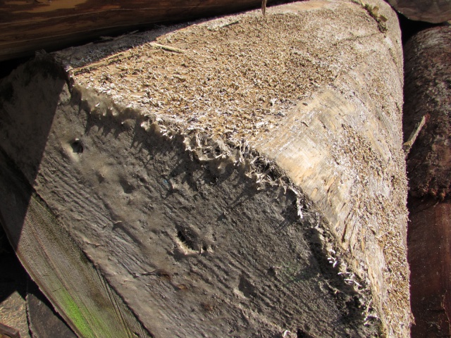 スプルース　丸太