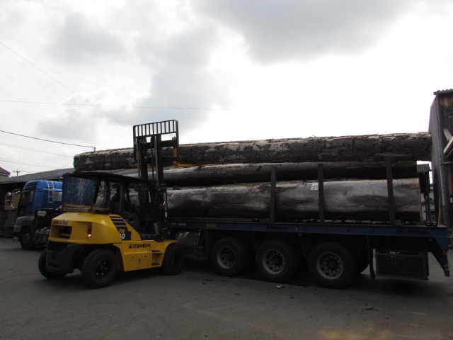 スプルース　マホガニー　丸太