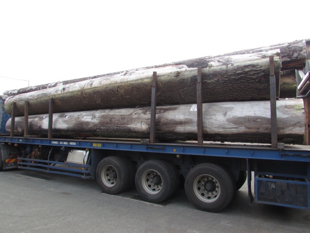 スプルース　マホガニー　丸太