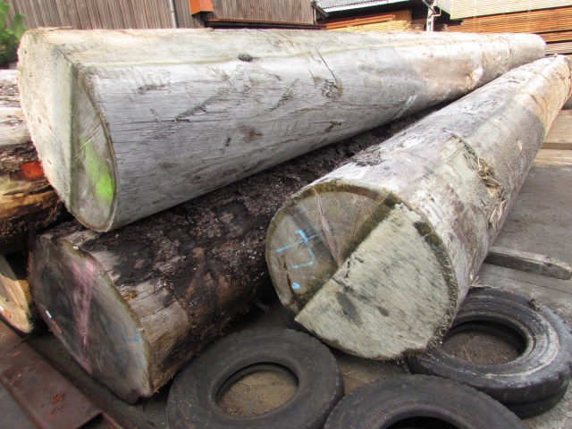 スプルース　丸太