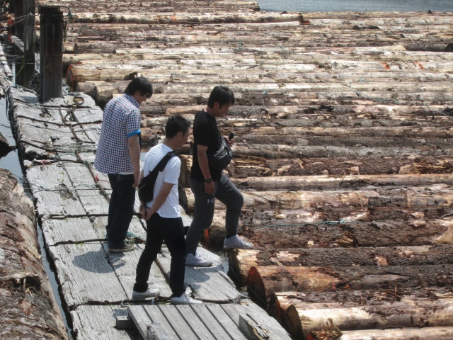 スプルース　丸太