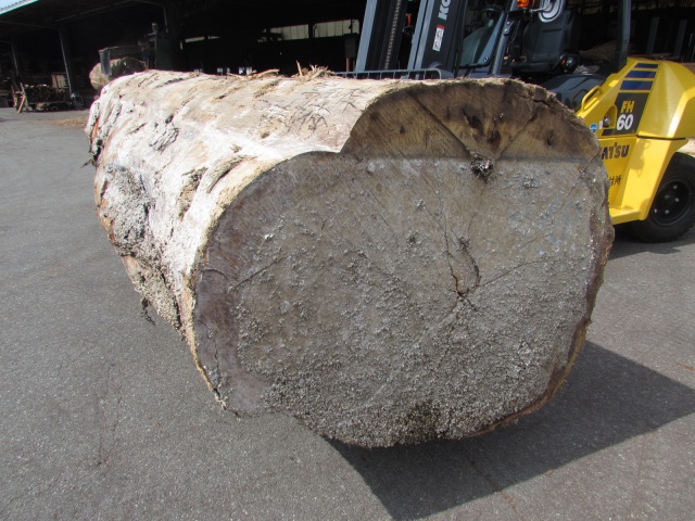 ニヤトー　丸太