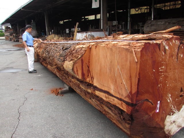 米杉（ベイスギ）　丸太