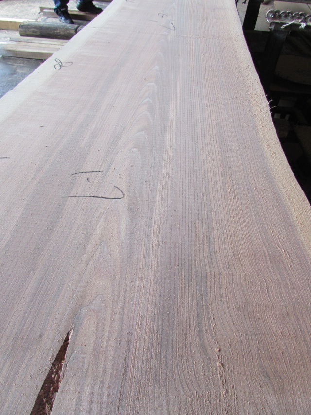 杉（スギ）　一枚板