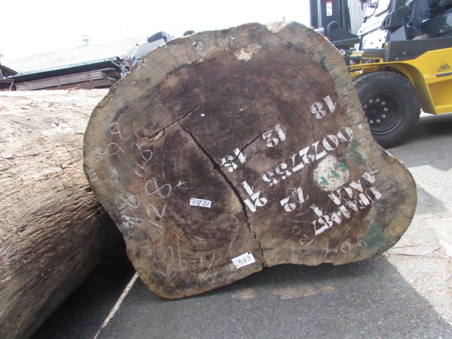 エビアラ　丸太