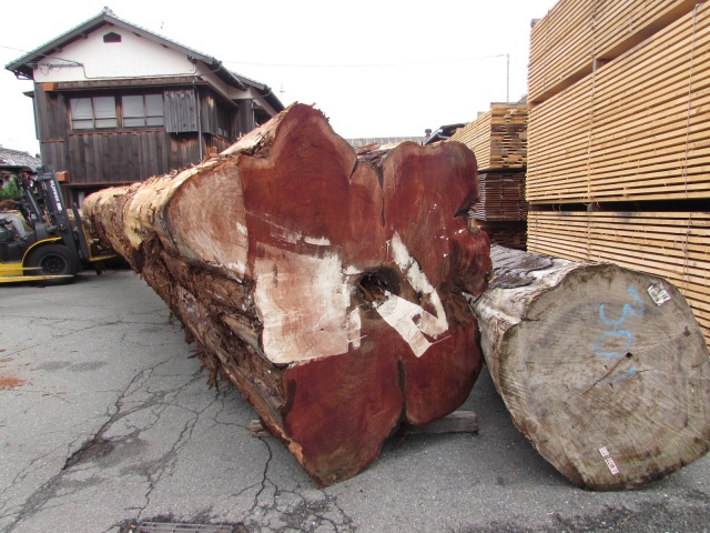 米杉（ベイスギ）　丸太
